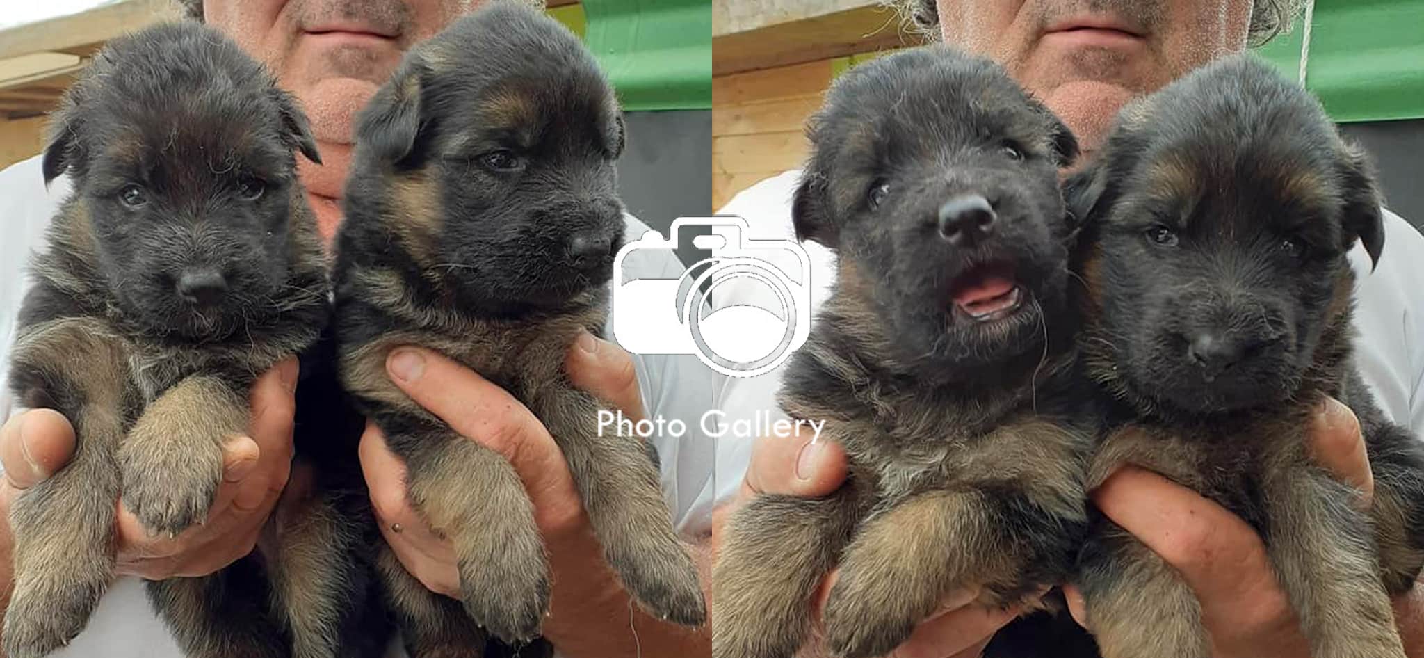 cuccioli aris finko
