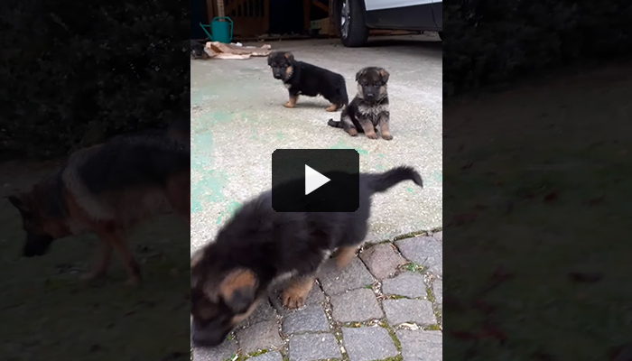 cuccioli18
